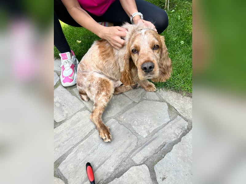 Toller Philipp sucht seine Familie!