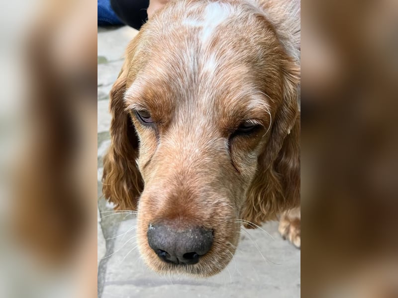 Toller Philipp sucht seine Familie!