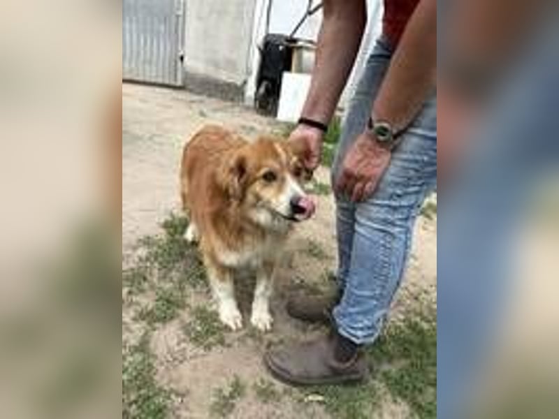 Ralph sucht endlich ein Körbchen