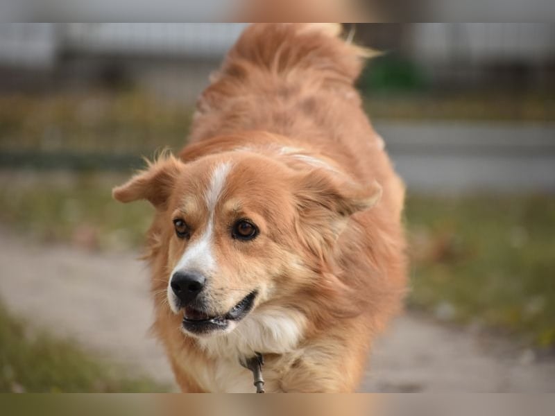 Ralph sucht endlich ein Körbchen