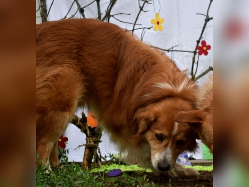 Ralph sucht endlich ein Körbchen