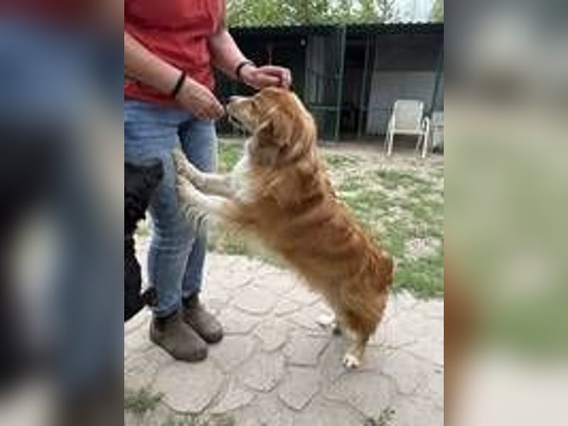 Ralph sucht endlich ein Körbchen