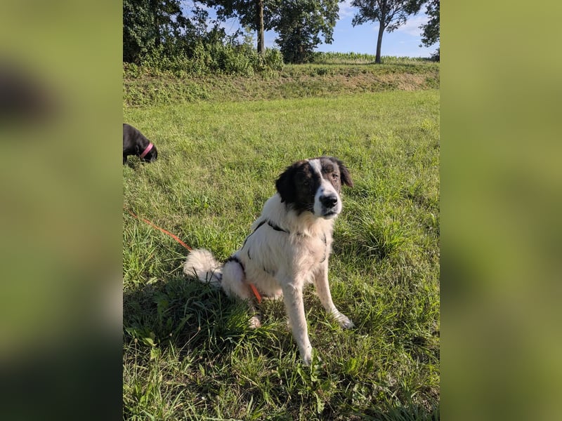 Rüde OLLIE sucht sein liebevolles Für-immer-Körbchen