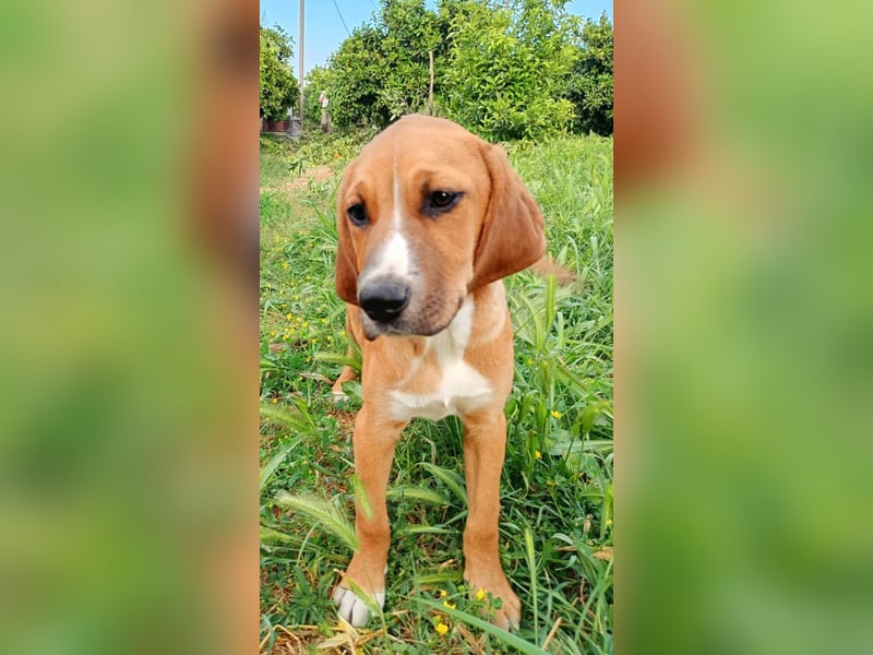 Junghund TASCO sucht sein Für-immer-Zuhause