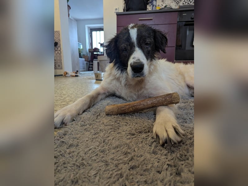 Rüde OLLIE sucht sein liebevolles Für-immer-Körbchen