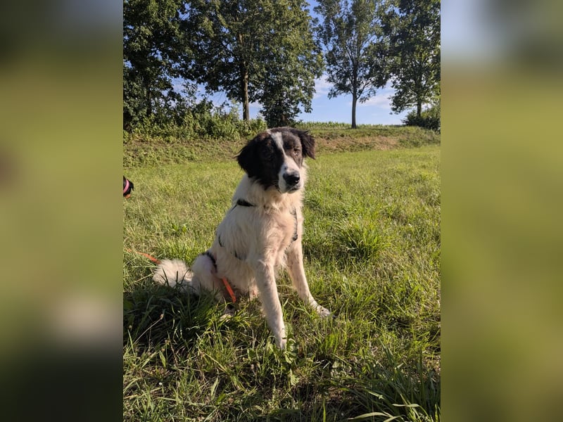 Rüde OLLIE sucht sein liebevolles Für-immer-Körbchen