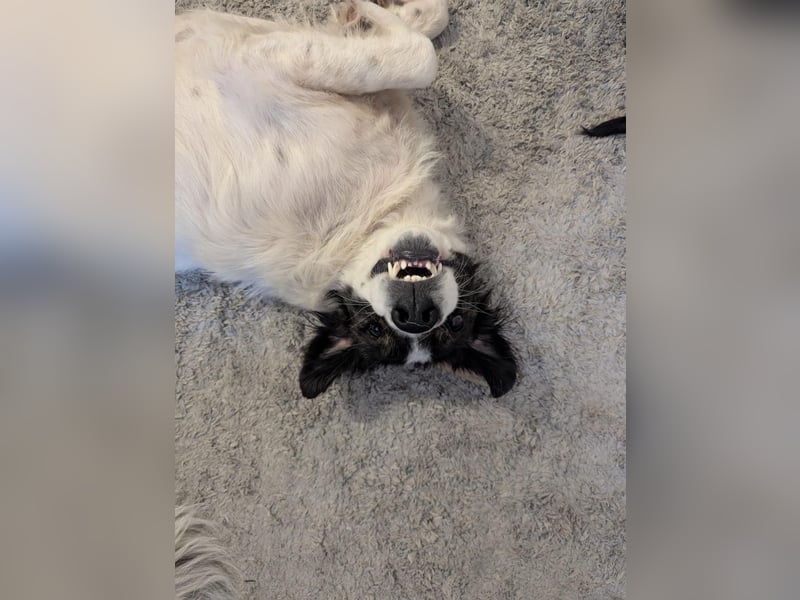 Rüde OLLIE sucht sein liebevolles Für-immer-Körbchen