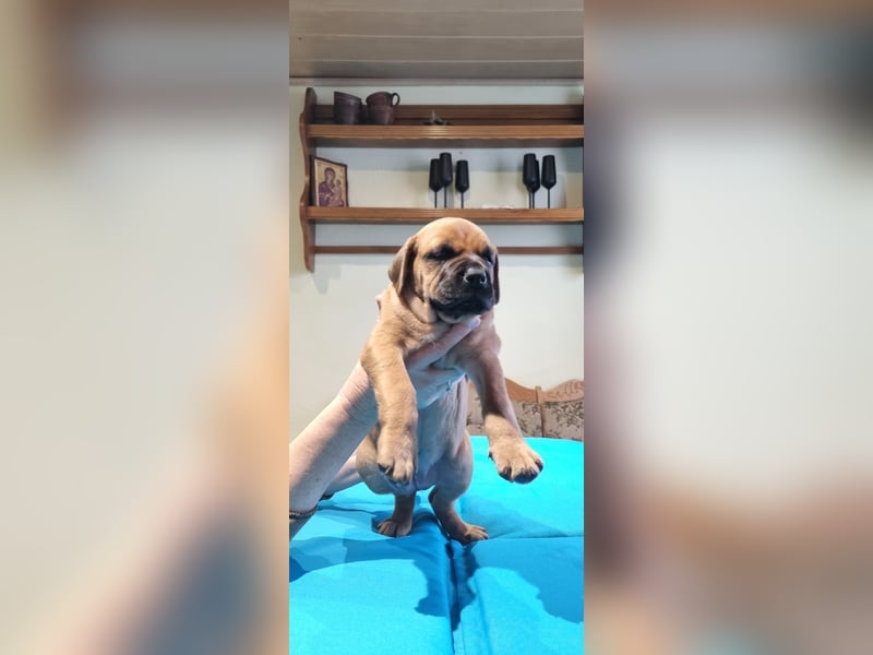 Boerboel mix Welpen