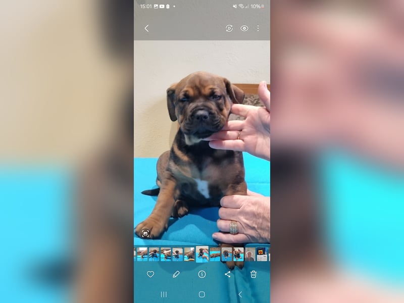Boerboel mix Welpen