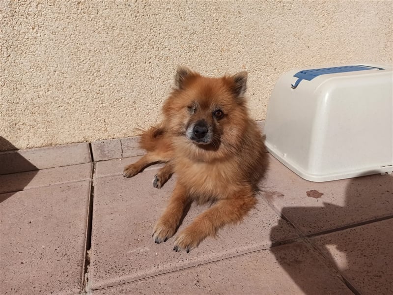 Süßer Spitzmischling Peluche