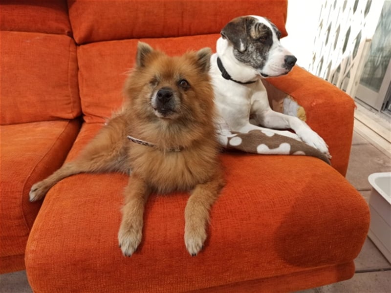 Süßer Spitzmischling Peluche