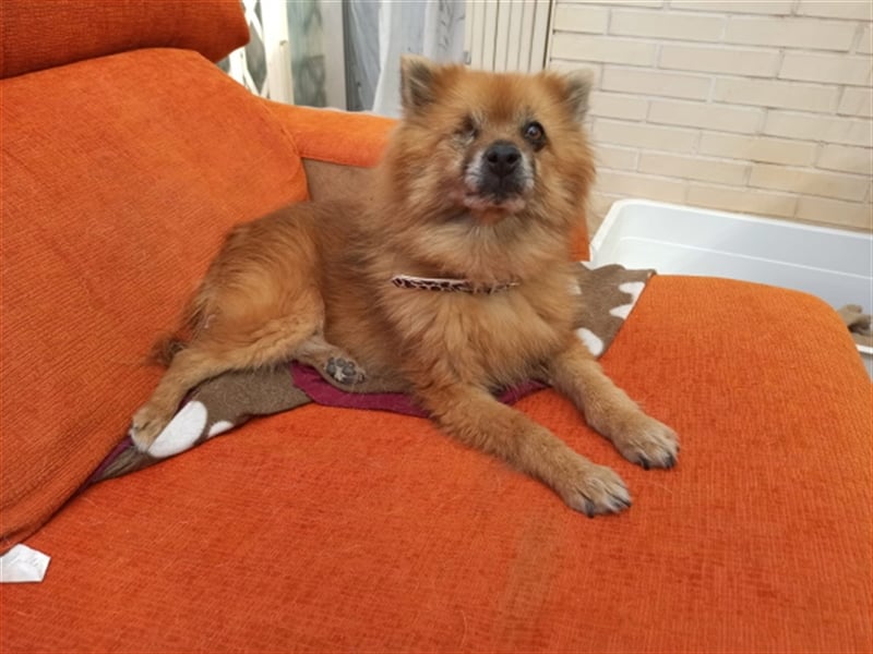 Süßer Spitzmischling Peluche