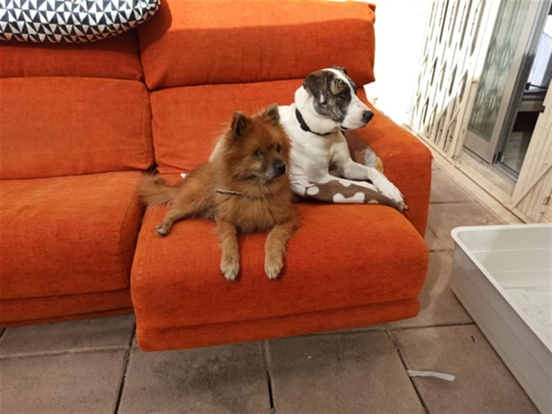 Süßer Spitzmischling Peluche