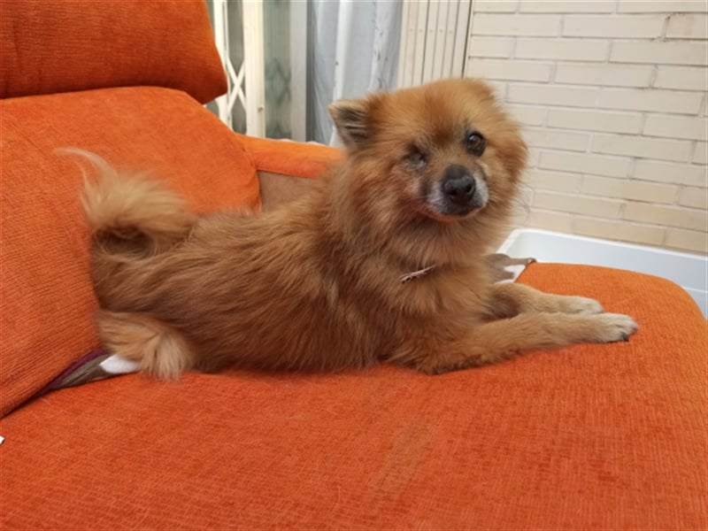 Süßer Spitzmischling Peluche