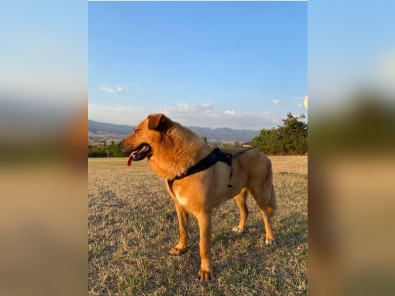 Zeus - Großer Teddy zum Kuscheln