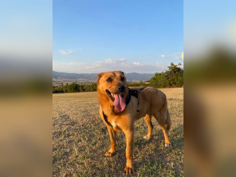 Zeus - Großer Teddy zum Kuscheln