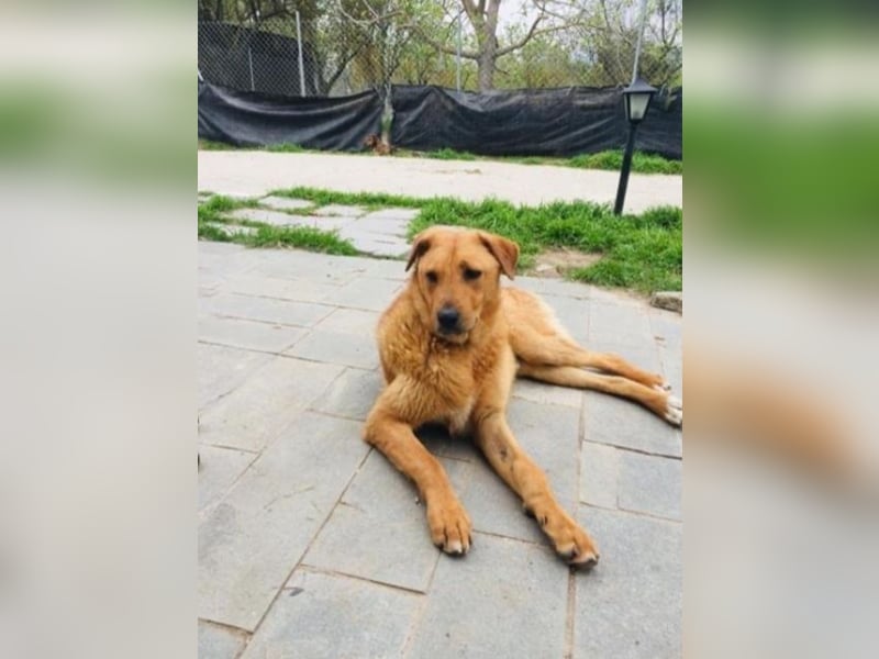 Zeus - Großer Teddy zum Kuscheln