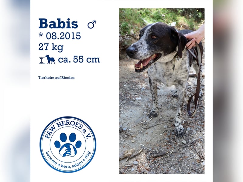 Zuckersüßer Oldie BABIS sucht eine eigene Familie!