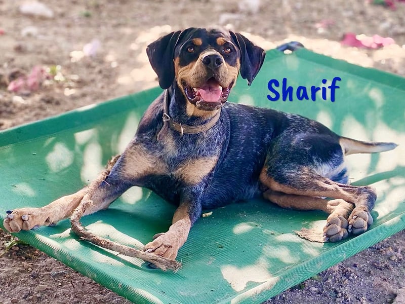 Sharif 05/2024 (ESP Pflegestelle) - sportlicher, hübscher und verschmuster Bracken-Mix Junghund!