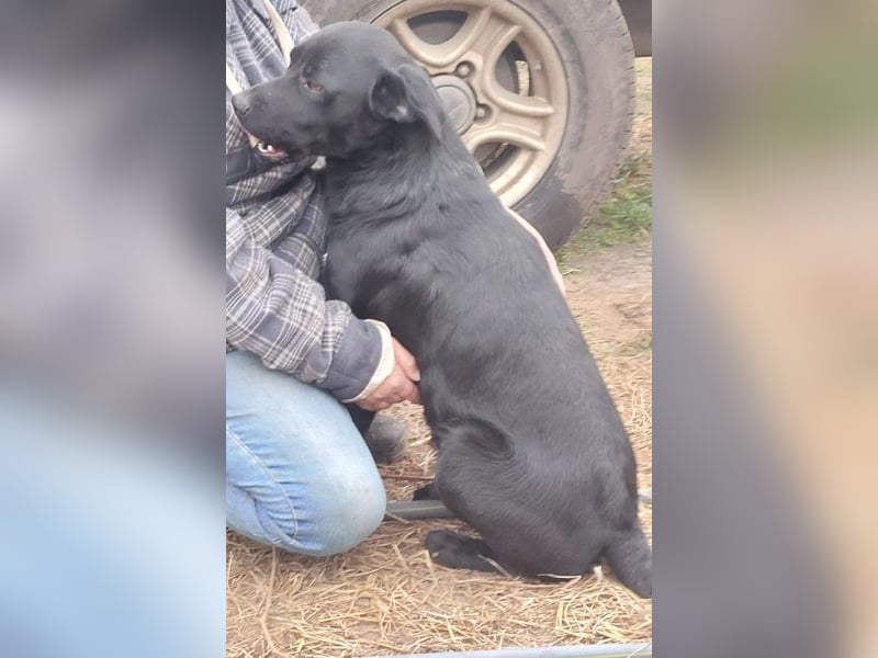 Bogar/Kormos, Labbi-Mix, Rüde,  Schmuse Bär sucht sein Körbchen, gibt es auch im Doppelpack