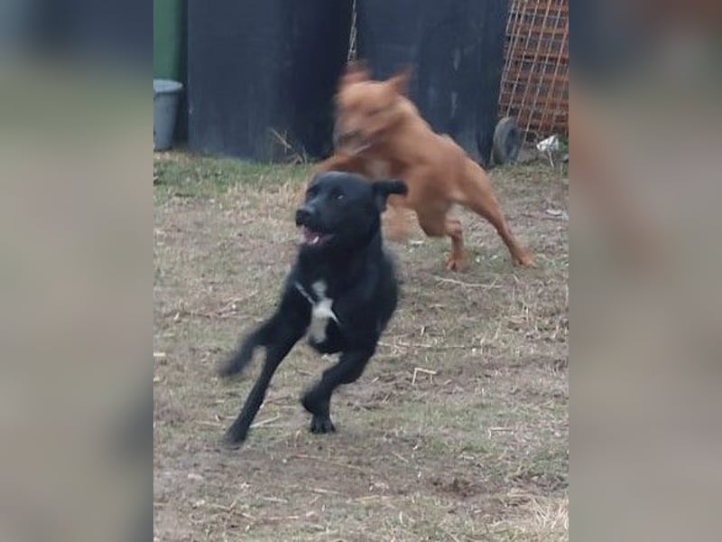 Bogar/Kormos, Labbi-Mix, Rüde,  Schmuse Bär sucht sein Körbchen, gibt es auch im Doppelpack