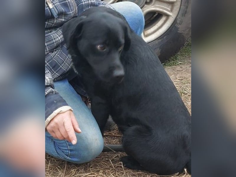 Bogar/Kormos, Labbi-Mix, Rüde,  Schmuse Bär sucht sein Körbchen, gibt es auch im Doppelpack