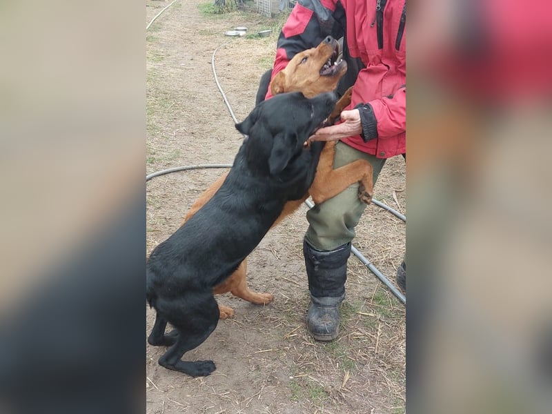Bogar/Kormos, Labbi-Mix, Rüde,  Schmuse Bär sucht sein Körbchen, gibt es auch im Doppelpack