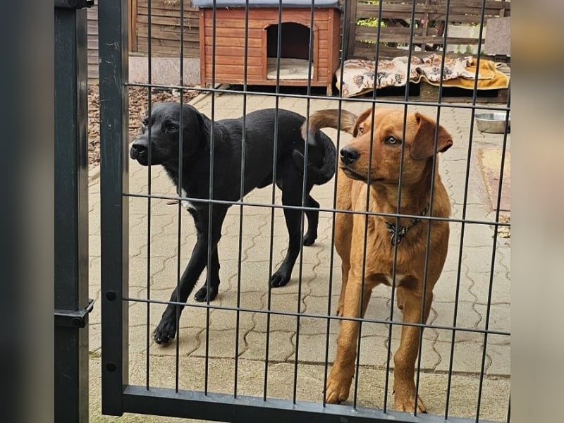 Bogar/Kormos, Labbi-Mix, Rüde,  Schmuse Bär sucht sein Körbchen, gibt es auch im Doppelpack