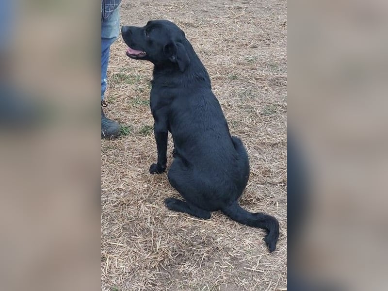 Bogar/Kormos, Labbi-Mix, Rüde,  Schmuse Bär sucht sein Körbchen, gibt es auch im Doppelpack