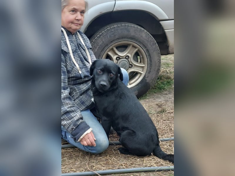 Bogar/Kormos, Labbi-Mix, Rüde,  Schmuse Bär sucht sein Körbchen, gibt es auch im Doppelpack