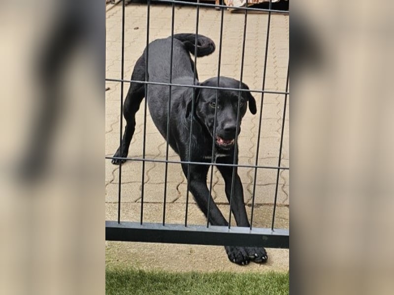 Bogar/Kormos, Labbi-Mix, Rüde,  Schmuse Bär sucht sein Körbchen, gibt es auch im Doppelpack