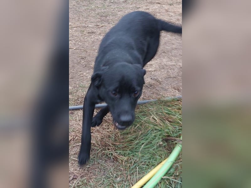 Bogar/Kormos, Labbi-Mix, Rüde,  Schmuse Bär sucht sein Körbchen, gibt es auch im Doppelpack