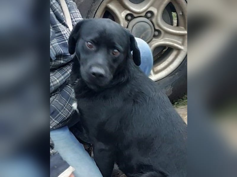 Bogar/Kormos, Labbi-Mix, Rüde,  Schmuse Bär sucht sein Körbchen, gibt es auch im Doppelpack