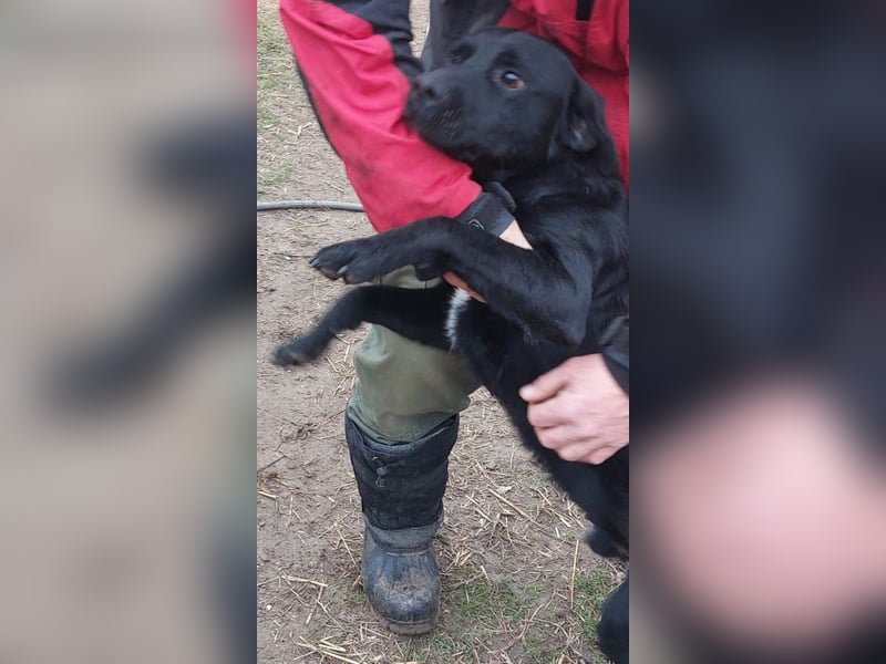 Bogar/Kormos, Labbi-Mix, Rüde,  Schmuse Bär sucht sein Körbchen, gibt es auch im Doppelpack