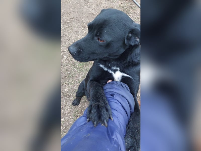 Bogar/Kormos, Labbi-Mix, Rüde,  Schmuse Bär sucht sein Körbchen, gibt es auch im Doppelpack