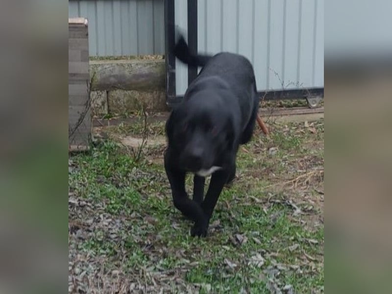 Bogar/Kormos, Labbi-Mix, Rüde,  Schmuse Bär sucht sein Körbchen, gibt es auch im Doppelpack