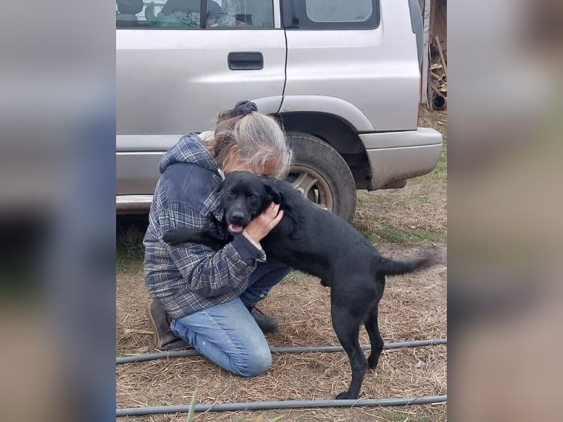 Bogar/Kormos, Labbi-Mix, Rüde,  Schmuse Bär sucht sein Körbchen, gibt es auch im Doppelpack