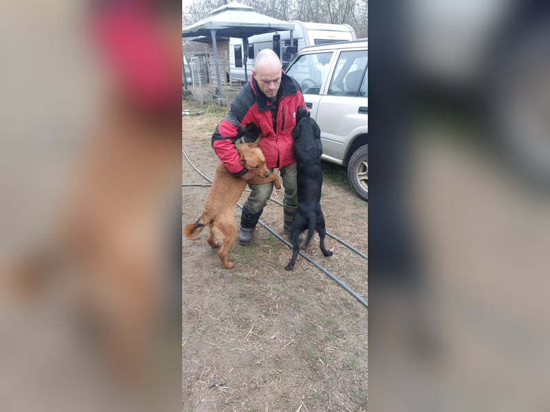 Bogar/Kormos, Labbi-Mix, Rüde,  Schmuse Bär sucht sein Körbchen, gibt es auch im Doppelpack