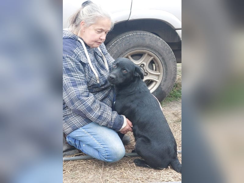 Bogar/Kormos, Labbi-Mix, Rüde,  Schmuse Bär sucht sein Körbchen, gibt es auch im Doppelpack
