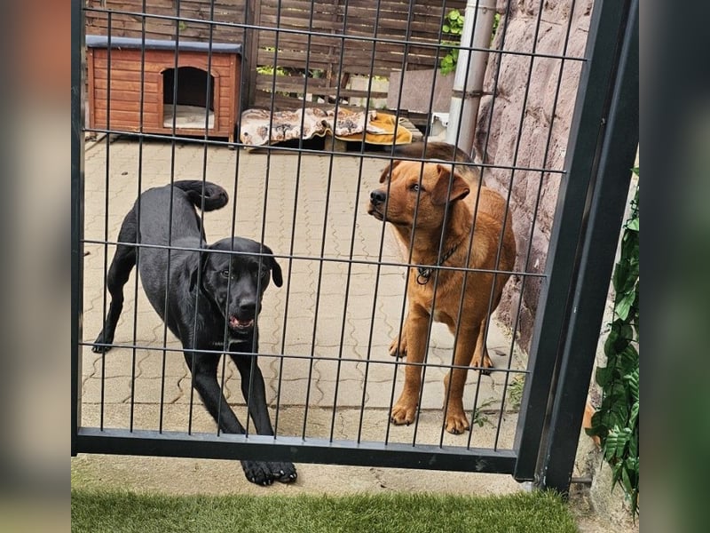 Bogar/Kormos, Labbi-Mix, Rüde,  Schmuse Bär sucht sein Körbchen, gibt es auch im Doppelpack