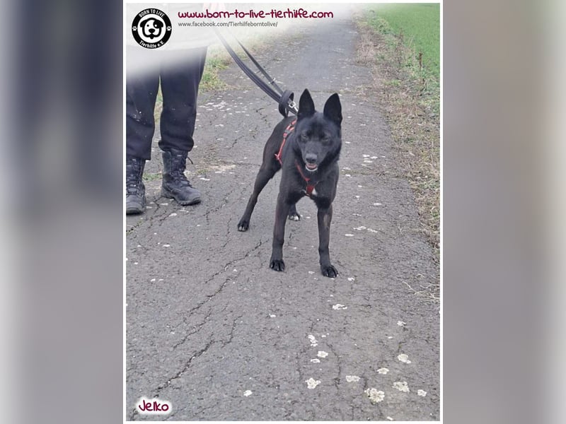 Kuschekörbchen für immer gesucht für unseren hübschen JELKO