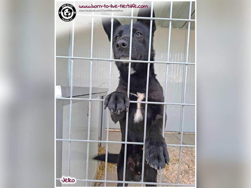 Kuschekörbchen für immer gesucht für unseren hübschen JELKO