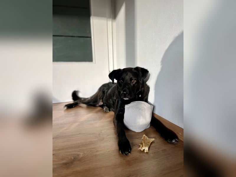 Oreo sucht sein zuhause oder eine Pflegestelle
