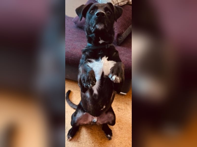 Oreo sucht sein zuhause oder eine Pflegestelle