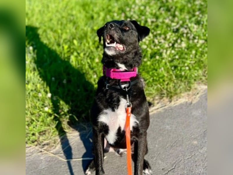 Oreo sucht sein zuhause oder eine Pflegestelle