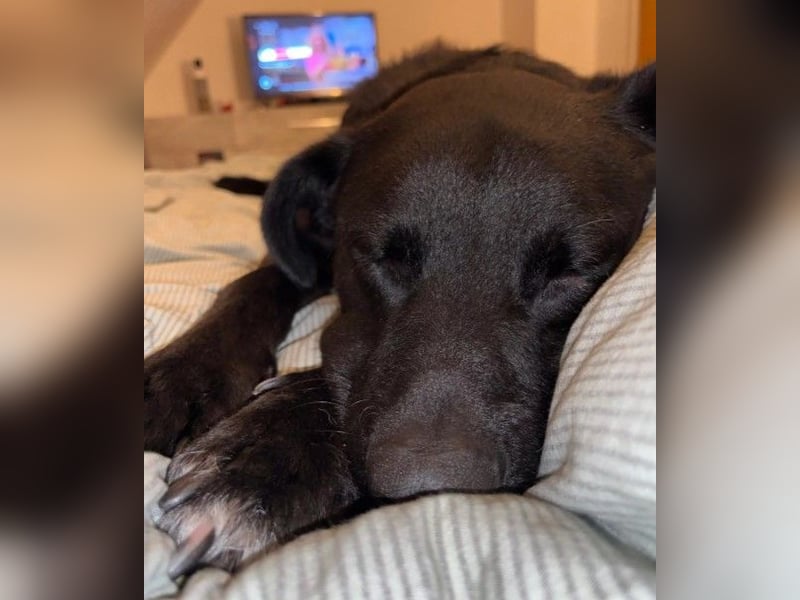 Oreo sucht sein zuhause oder eine Pflegestelle