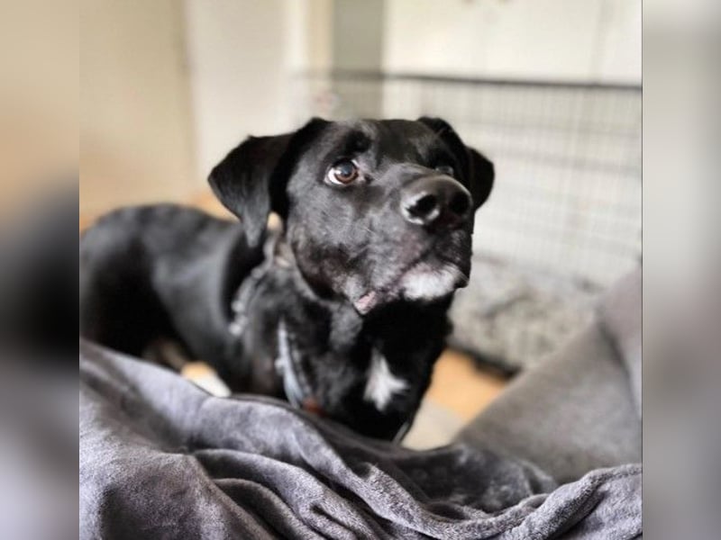 Oreo sucht sein zuhause oder eine Pflegestelle