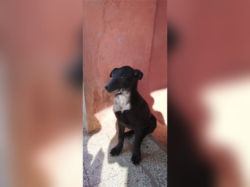 Otto