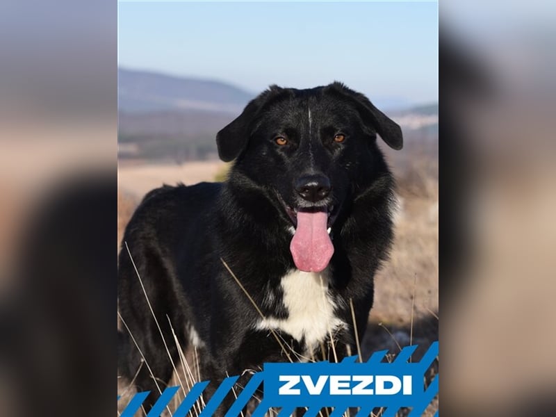 Zvezdi