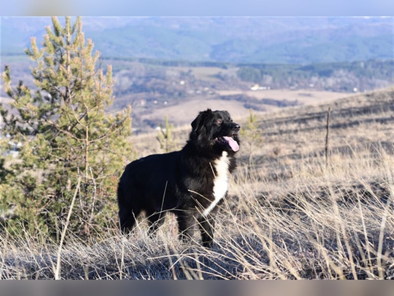 Vanko